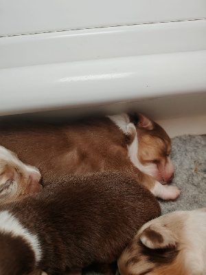 Les chiots de Berger Australien