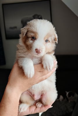 Les chiots de Berger Australien