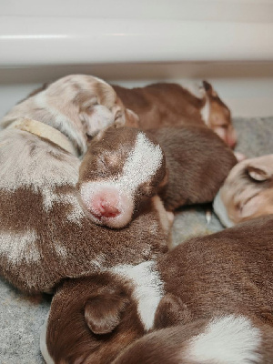 Les chiots de Berger Australien