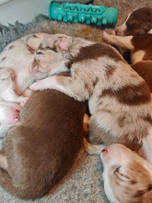 Les chiots de Berger Australien