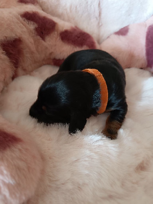 Les chiots de Teckel poil long