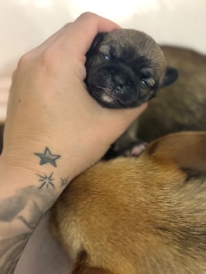 Les chiots de Chihuahua