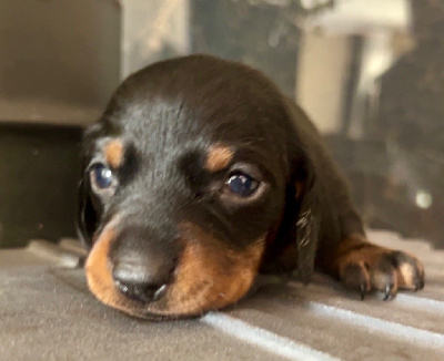 Les chiots de Teckel poil ras