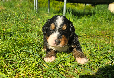 Les chiots de Bouvier Bernois
