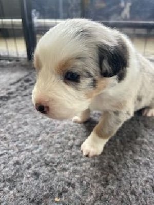 Les chiots de Berger Australien
