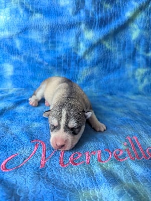 Les chiots de Siberian Husky