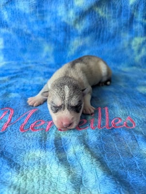 Les chiots de Siberian Husky