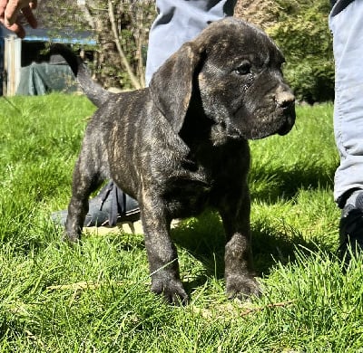Les chiots de Dogo Canario