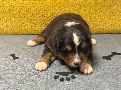 Les chiots de Berger Australien