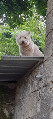 Étalon West Highland White Terrier - Schipie De La Forêt D'Orla
