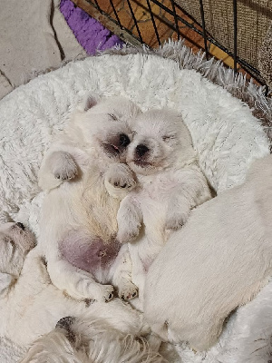 Les chiots de West Highland White Terrier