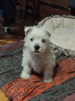 Les chiots de West Highland White Terrier