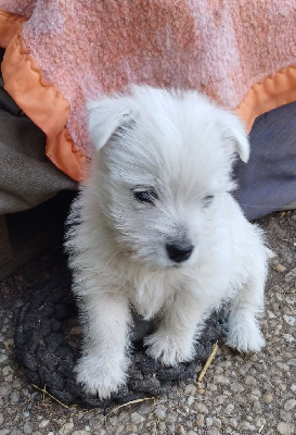 Les chiots de West Highland White Terrier