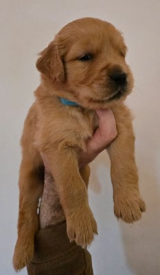 Les chiots de Golden Retriever
