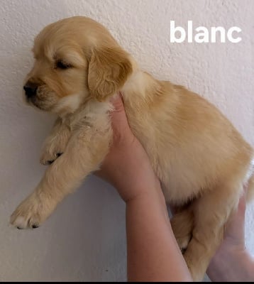 Les chiots de Golden Retriever