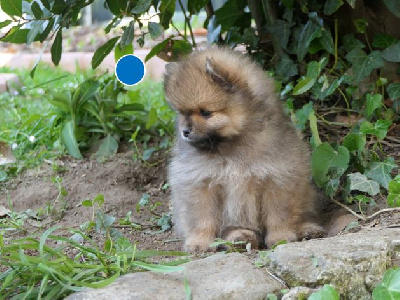 Les chiots de Spitz allemand