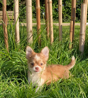 Vesper - Chihuahua