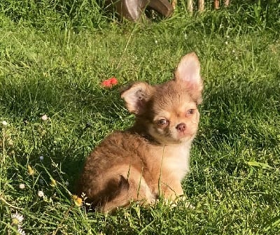 Vic - Chihuahua