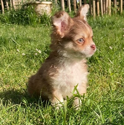 Victor - Chihuahua