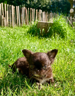 Valérian - Chihuahua