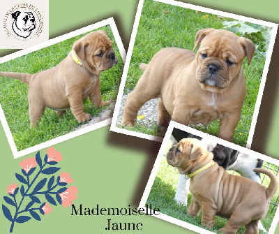 Les chiots de Bulldog continental