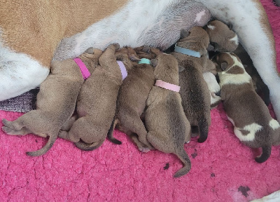 Les chiots de Bulldog continental
