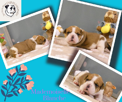 Les chiots de Bulldog continental