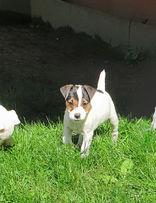 Vokes - Parson Russell Terrier