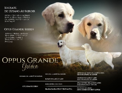Les chiots de Golden Retriever