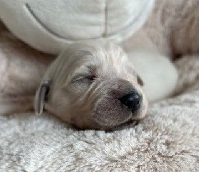 Les chiots de Golden Retriever