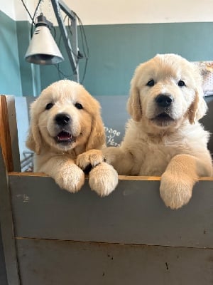Les chiots de Golden Retriever
