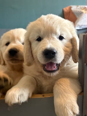 Les chiots de Golden Retriever