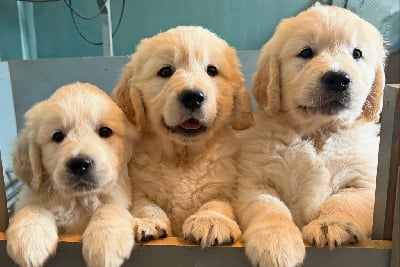 Les chiots de Golden Retriever