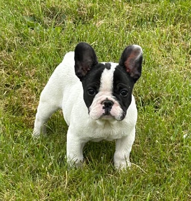Les chiots de Bouledogue français