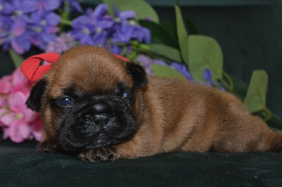 Les chiots de Bouledogue français