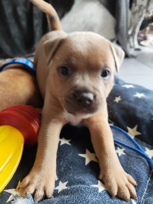 Les chiots de Staffordshire Bull Terrier