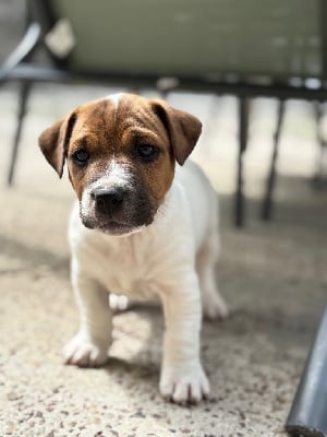 Les chiots de Jack Russell Terrier