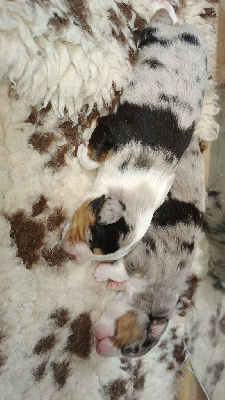 Les chiots de Berger Américain Miniature