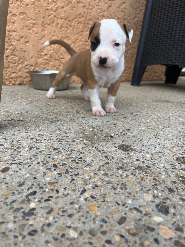 CHIOT - American Staffordshire Terrier