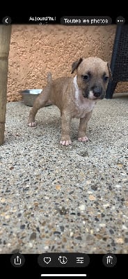 CHIOT - American Staffordshire Terrier