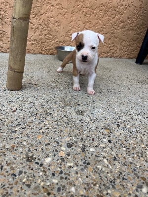 CHIOT - American Staffordshire Terrier