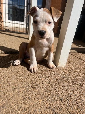 CHIOT - American Staffordshire Terrier