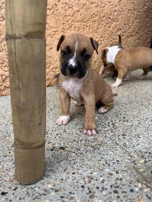 CHIOT - American Staffordshire Terrier