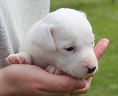 Mâle 3 - Jack Russell Terrier