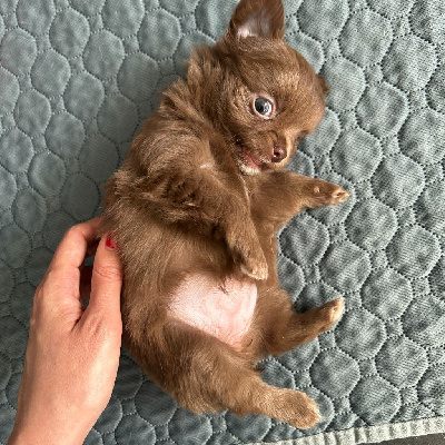 CHIOT 3 - Chihuahua