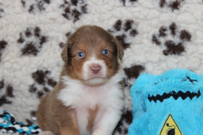 Les chiots de Berger Australien