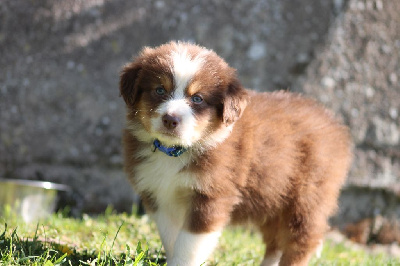 Les chiots de Berger Australien
