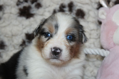 Les chiots de Berger Australien