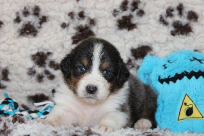 Les chiots de Berger Australien