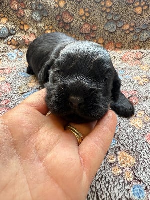 Les chiots de Cocker Spaniel Anglais